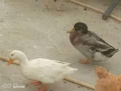 ducks