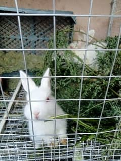 Bunnies Animals for sale in Karachi OLX Pakistan