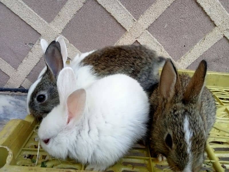 Rabbits & Bunnies for Sale 1