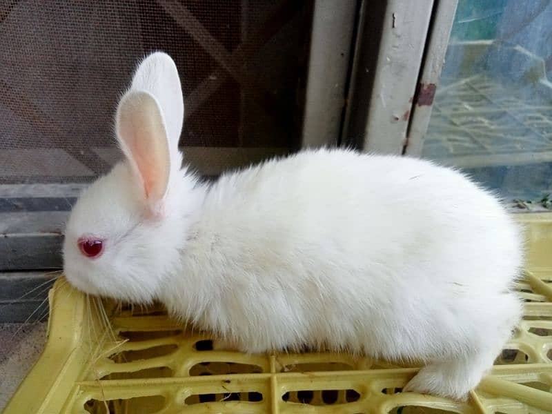 Rabbits & Bunnies for Sale 2