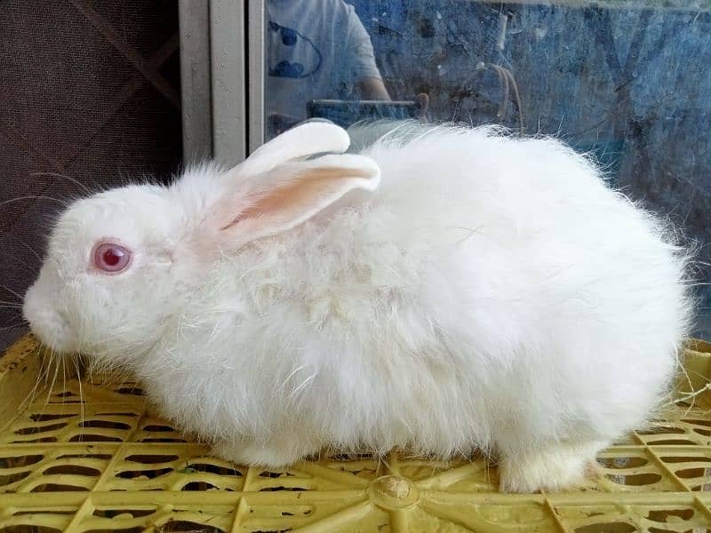 Rabbits & Bunnies for Sale 3