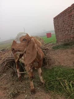 Bakra