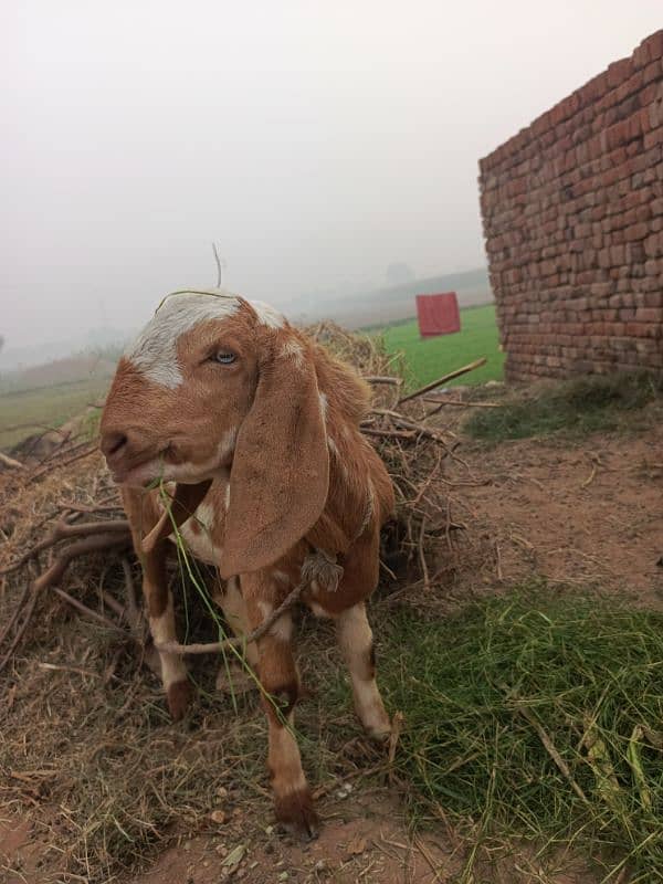 Bakra for urgent sale 0