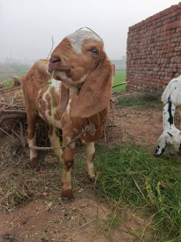 Bakra for urgent sale 1