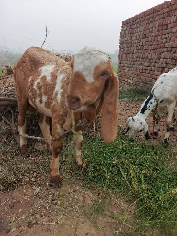 Bakra for urgent sale 2