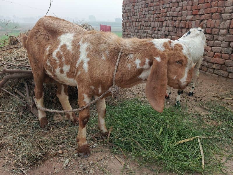 Bakra for urgent sale 3