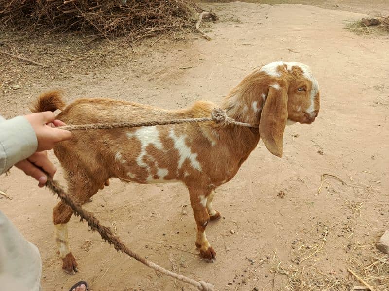 Bakra for urgent sale 4