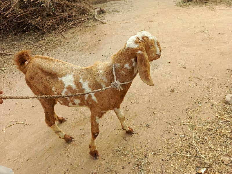 Bakra for urgent sale 5