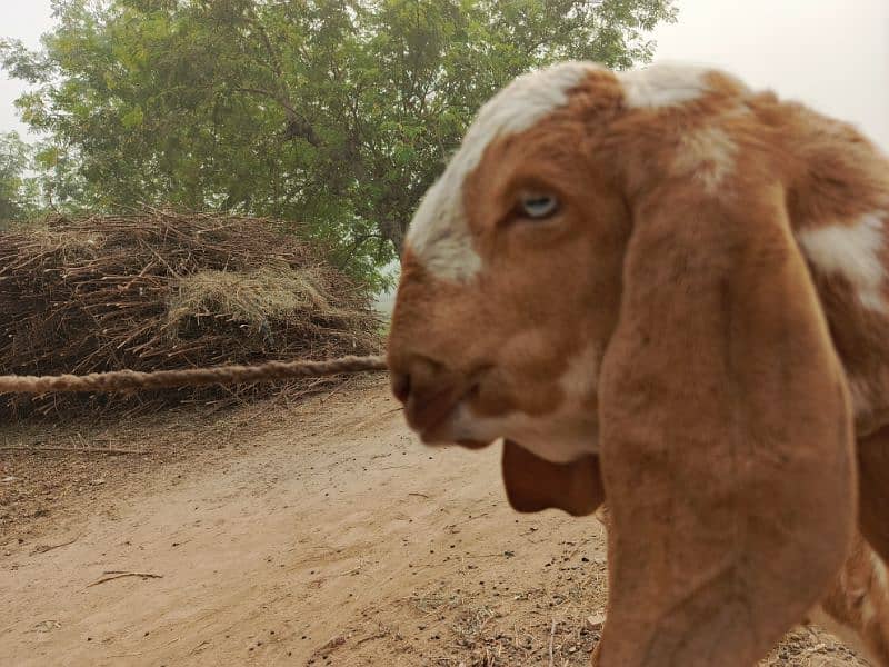 Bakra for urgent sale 6