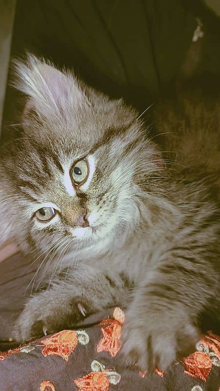 Percian Cat/Cute Kitten/Male 1