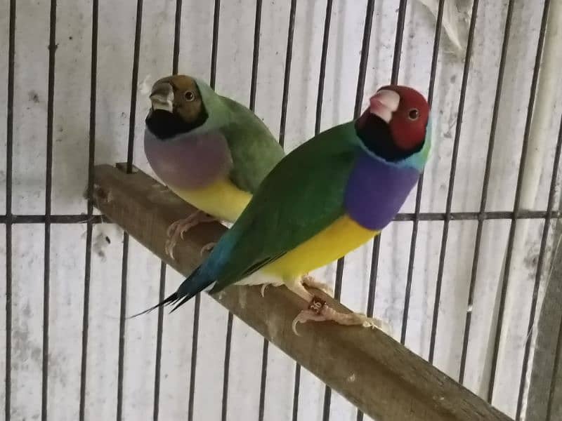 common gouldian pair 2