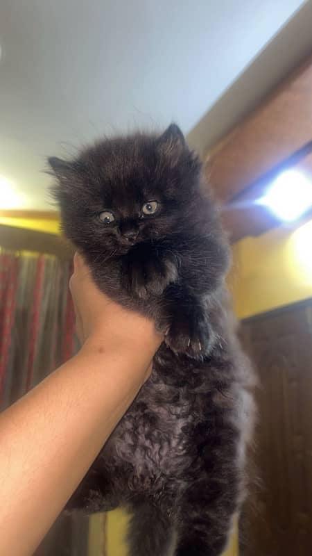 45 days Persian kitten 1