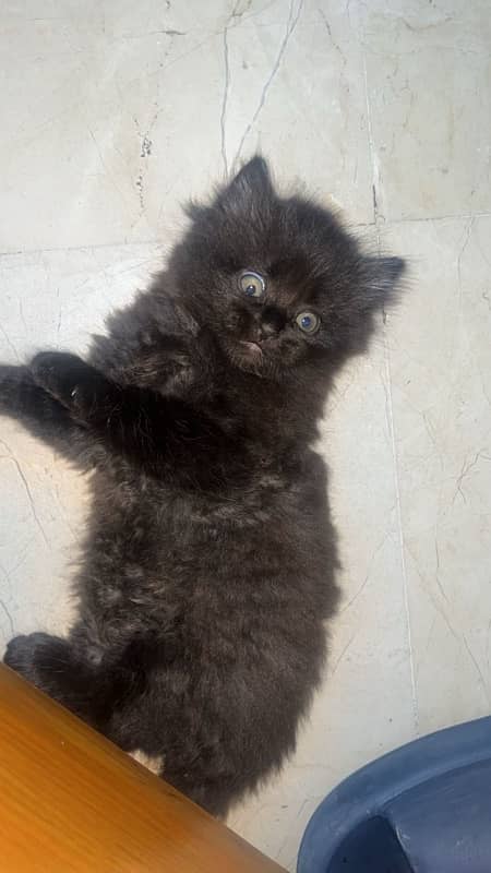 45 days Persian kitten 2