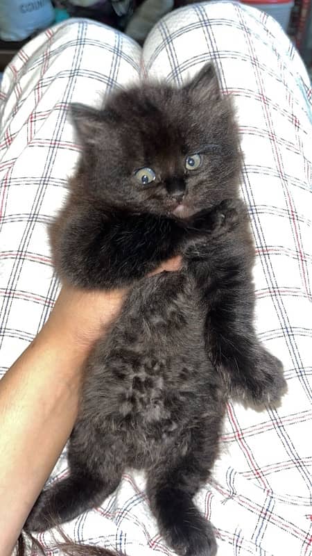 45 days Persian kitten 4