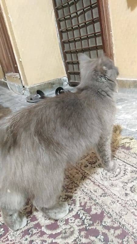 Persian cat for urgent sale 0