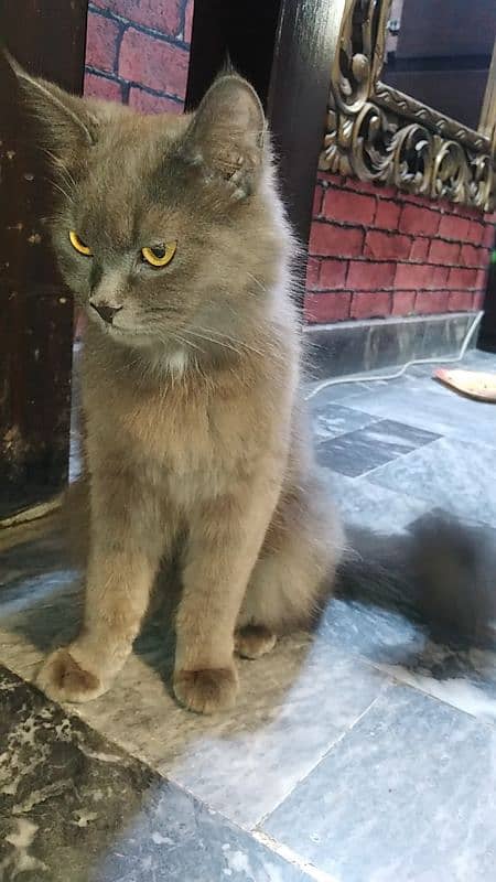 Persian cat for urgent sale 1