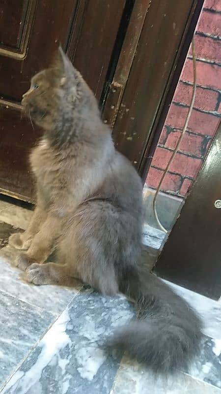 Persian cat for urgent sale 2