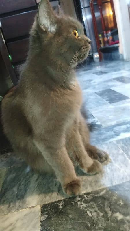 Persian cat for urgent sale 3