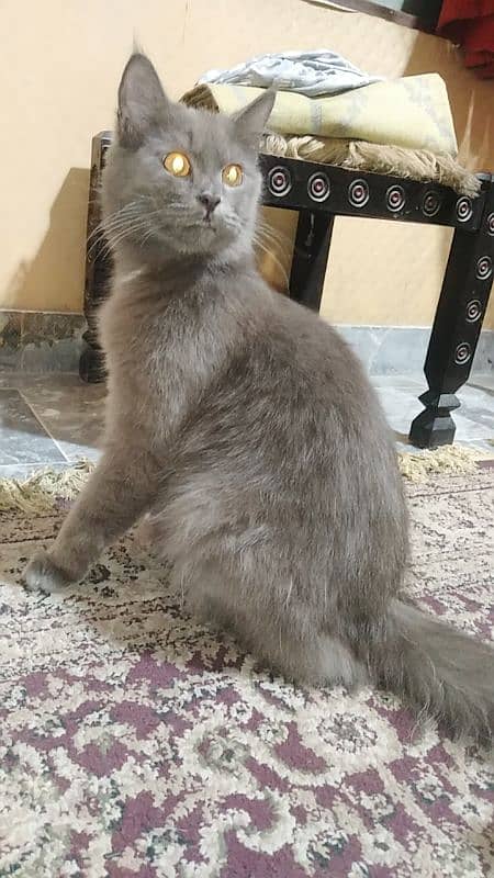 Persian cat for urgent sale 4