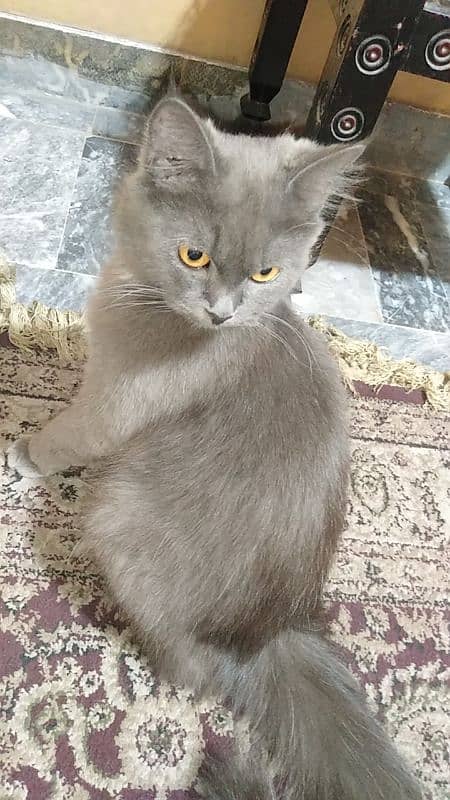 Persian cat for urgent sale 5