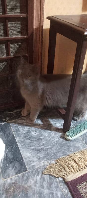 Persian cat for urgent sale 6