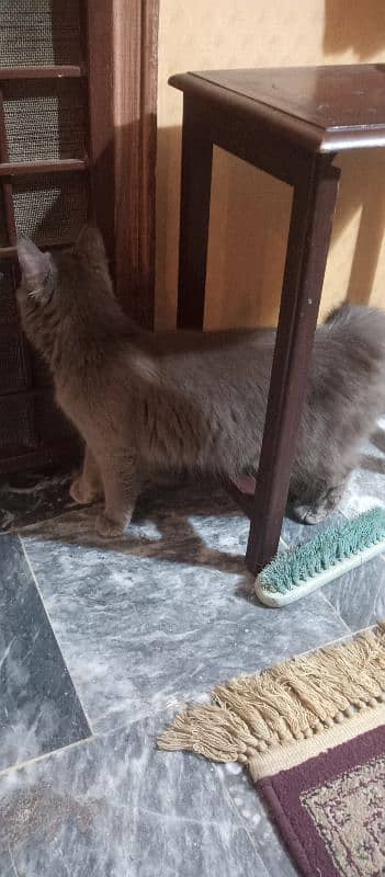 Persian cat for urgent sale 7