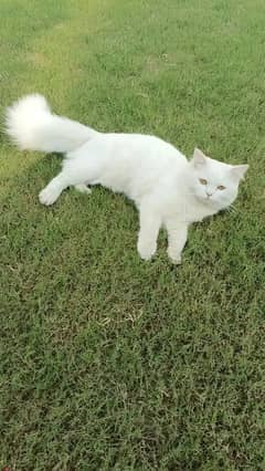 Persian kitten | Persian| cat