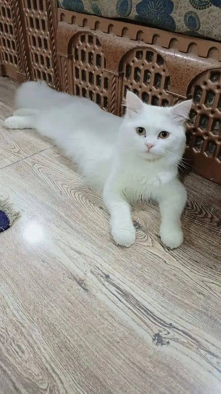 Persian kitten | Persian| cat 1