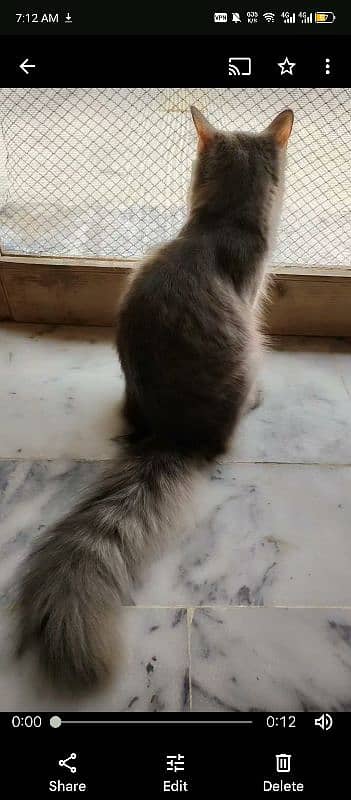 7 months old female Persian cat 2