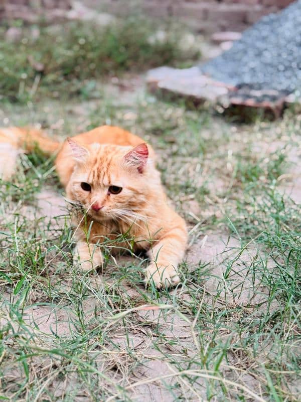 Góod Quality Persian Male For Sale 0