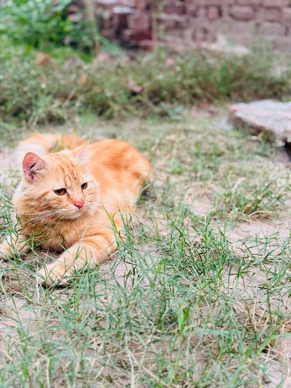 Góod Quality Persian Male For Sale 1