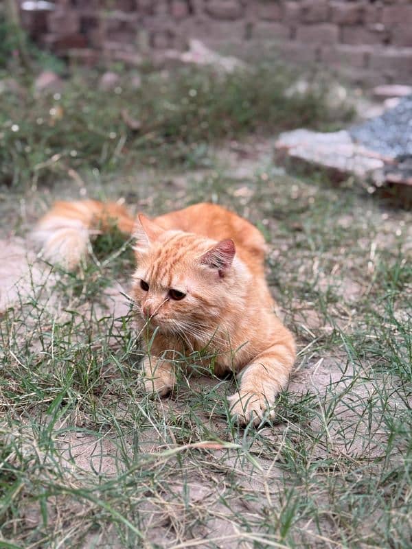 Góod Quality Persian Male For Sale 2