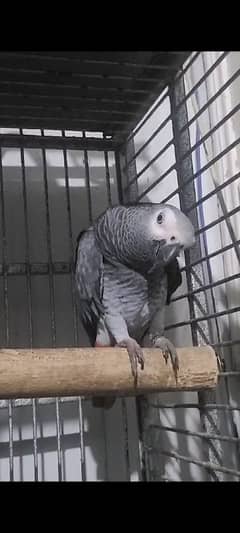 African Grey Parrot Location Rawalpindi