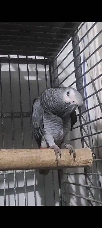 African Grey Parrot Location Rawalpindi 0