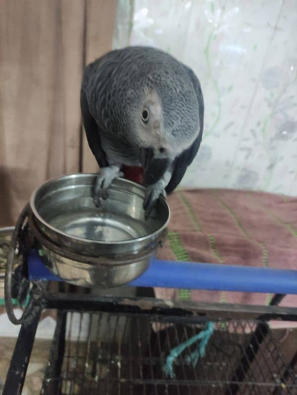 African Grey Parrot Location Rawalpindi 1