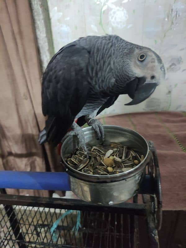 African Grey Parrot Location Rawalpindi 2