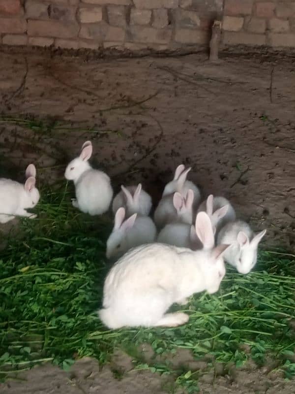 red eyes white 2 rabbit male and female 4