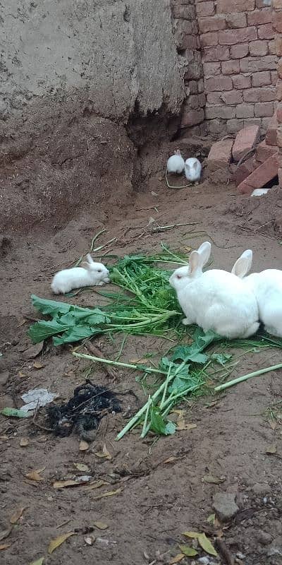 red eyes white 2 rabbit male and female 5