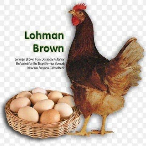 Lohman Brown || Hens || Eggs Laying || 1