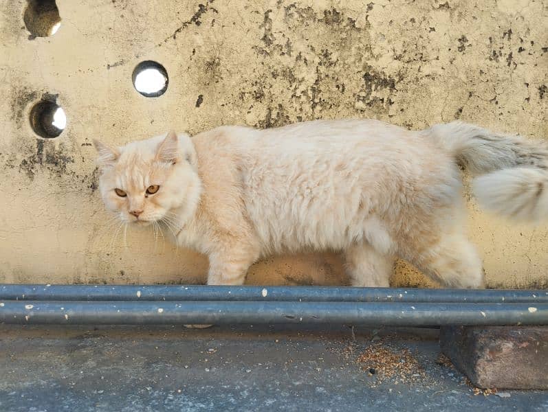 selling my Persian cat 0