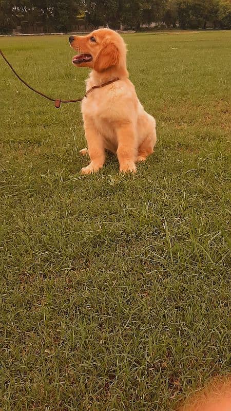 Good News for Golden Retriever Lovers male for sale 0