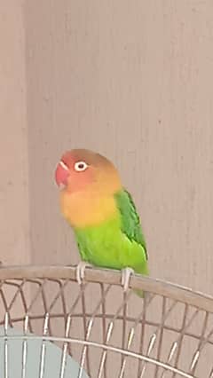 Selling Lovebirds 03424732447