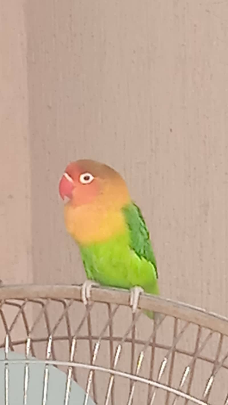 Selling Lovebirds 03424732447 0