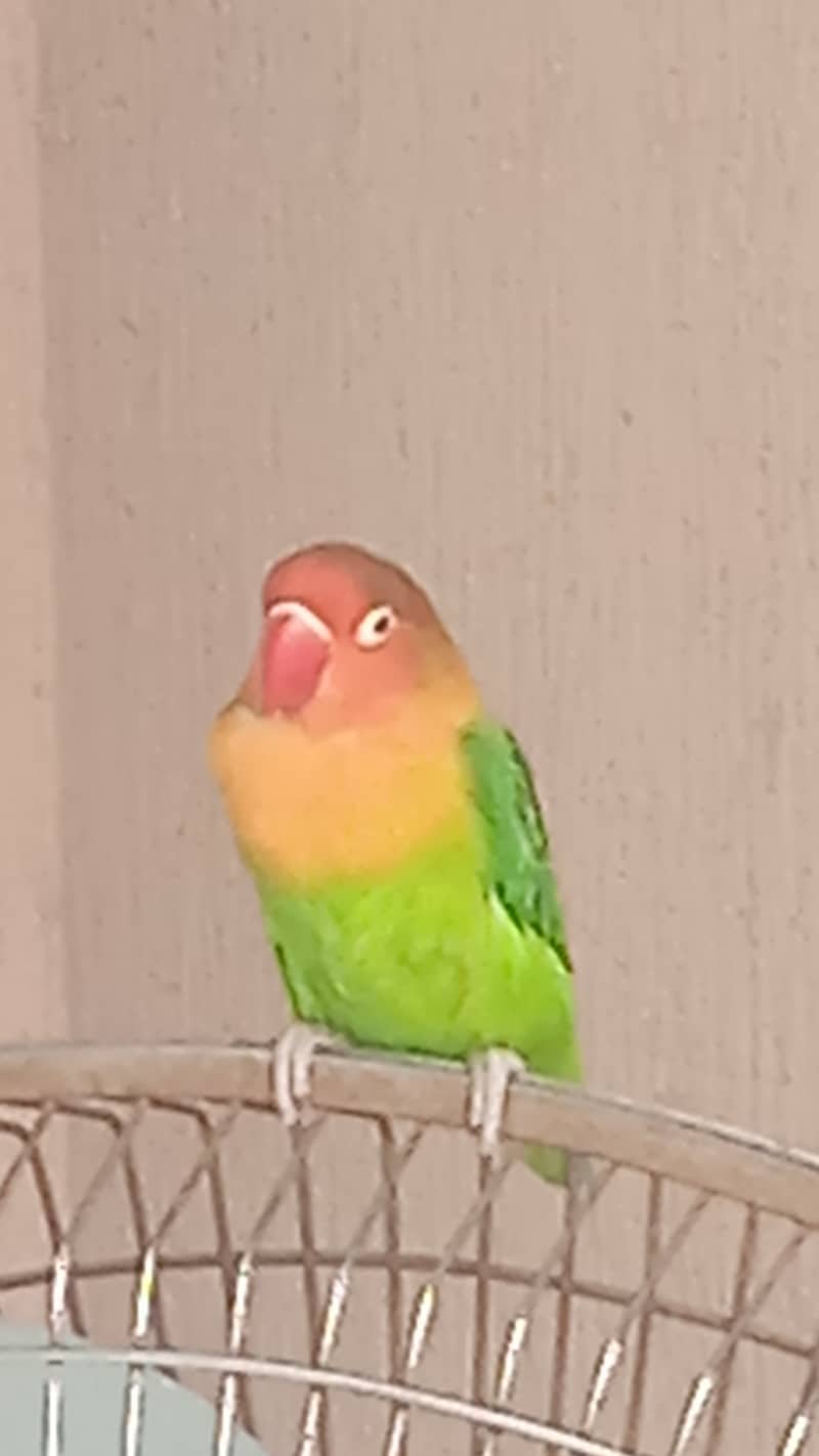 Selling Lovebirds 03424732447 2