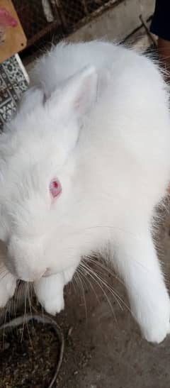 angora female breader for exchange with male breader