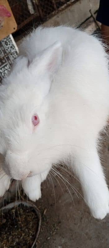 angora female breader for exchange with male breader 0