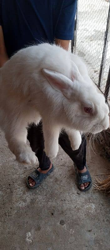 angora female breader for exchange with male breader 1