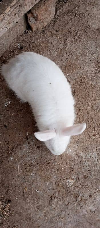 angora female breader for exchange with male breader 3