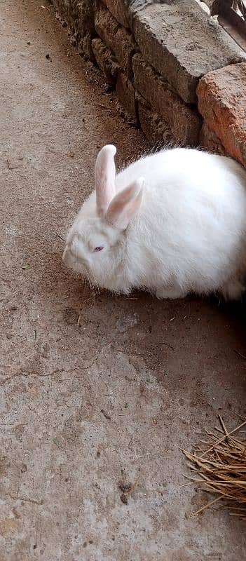 angora female breader for exchange with male breader 4