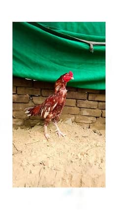 Ma Sha Allah High Quality Aseel Murg For Sale